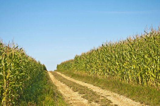 unripe corn