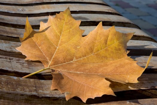 maple autumn leaf on an old wooden bench