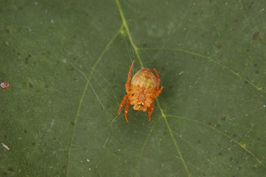 Cucumber green spider (Araniella cucurbitina) - female in the cobweb