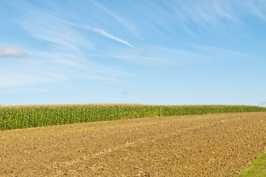 unripe corn