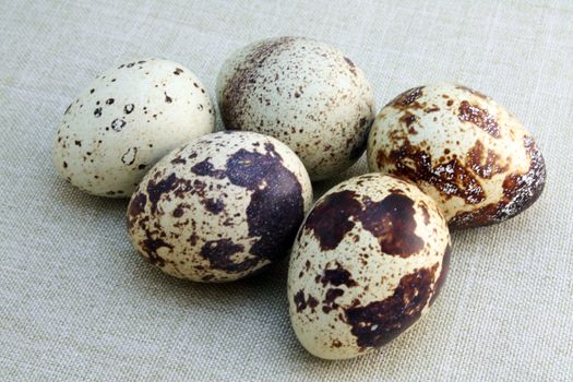 Five quail eggs close-up on linen background