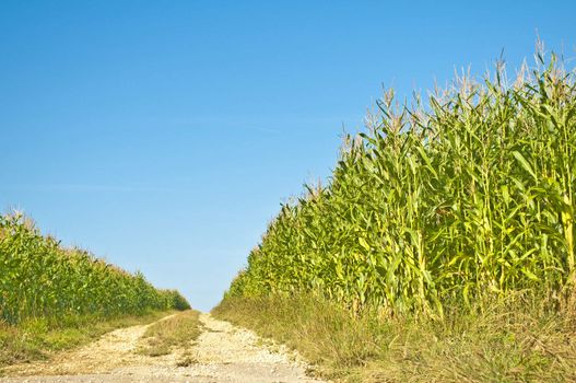 unripe corn