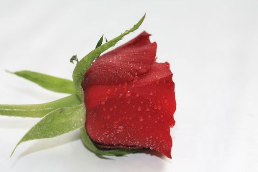 Waterdrops on a single red rose, overwhite