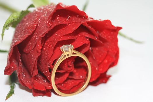 A diamond solutaire engagement ring in yellow gold in front of a red rose, covered with waterdrops, the tears of a bride