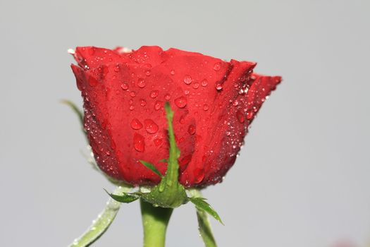 A solitaire red rose covered with raindrops