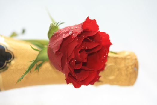 A red rose on a champagne bottle