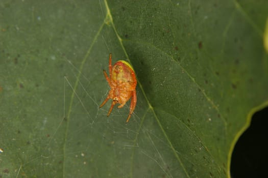 Cucumber green spider (Araniella cucurbitina) - female in the cobweb
