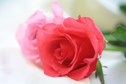 Two roses in different shades of pink, close up