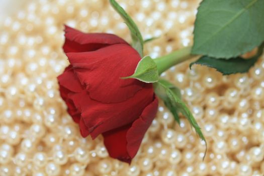 A red rose on a pile of white pearls