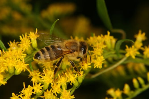 Western honey bee (Apis mellifera) on a blossom