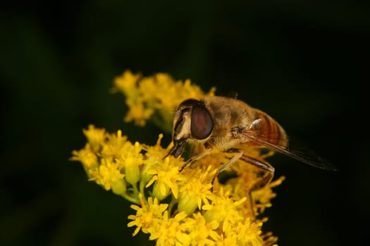 Fly on a flower - Portrait