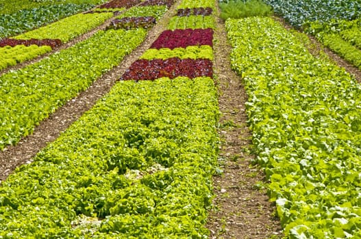 salad cultivation