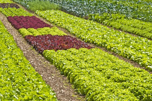 salad cultivation