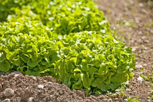 salad cultivation