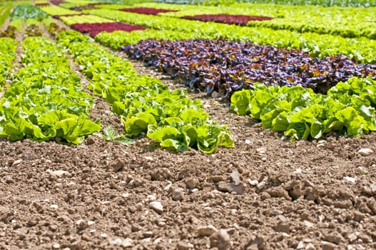 salad cultivation