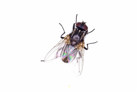 fly, Callipohora vicina