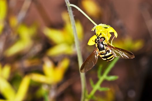 hoverfly, Myrathropa,spec.