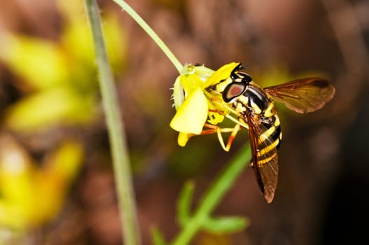 hoverfly, Myrathropa,spec.