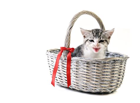 Adorable little kitten on white background with space for text