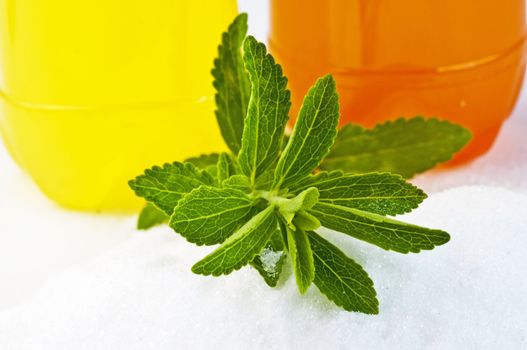 Stevia rebaudiana the herbal support for sugar