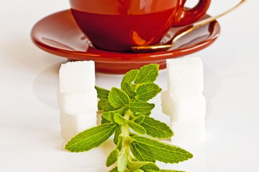 Stevia rebaudiana the herbal support for sugar