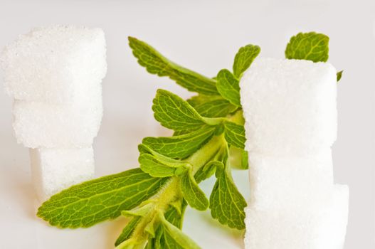 Stevia rebaudiana the herbal support for sugar