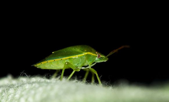 Green insect called "Smelly Martin". Photographed macro.