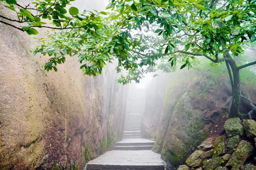 Mountain path surrounded by a green tree in Hunagshan,China