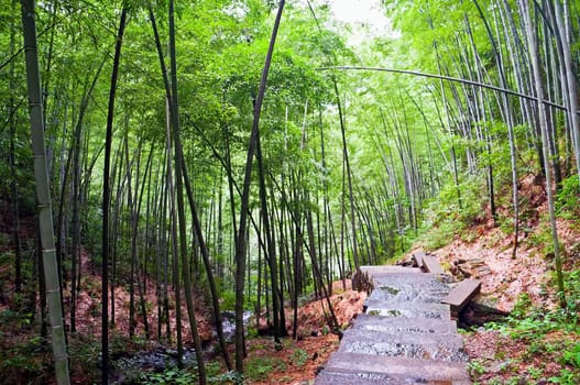 Path in a chinese bamboo forest