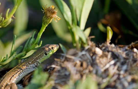 Lizard hidden among flowers and grass. It fits into the environment that would not be noticed. Photographed up close.