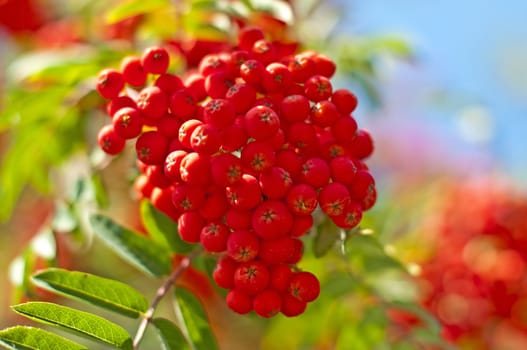 rowan berry