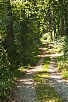 Forest in summer