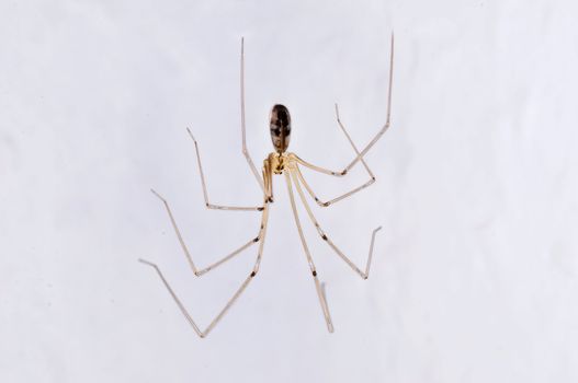 daddy longleg