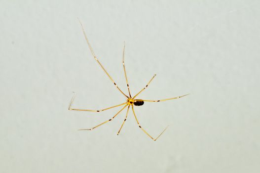 daddy longleg