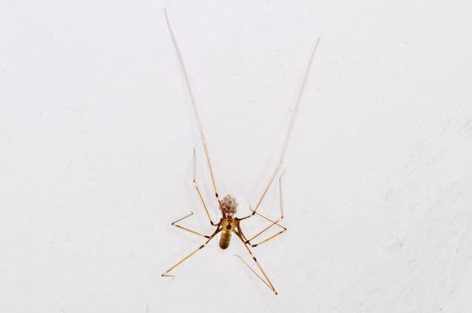 daddy longleg