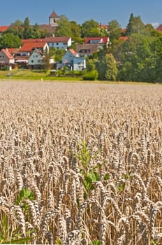 wheat with a panoramic view to houses