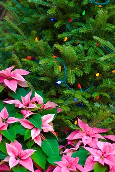 A poinsettia used to frame a christmas tree