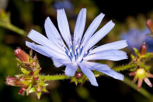 Medicinal plant chicory