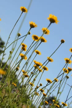 summer yellow flowers over blue sky background