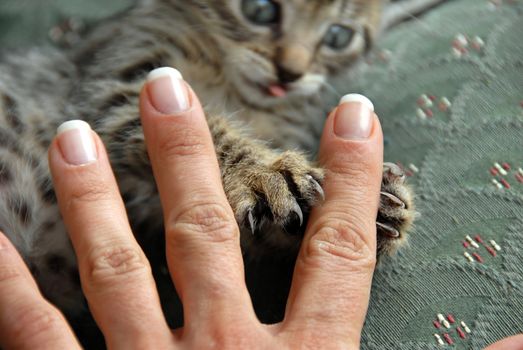 kitten claws grasping a female hand closeup