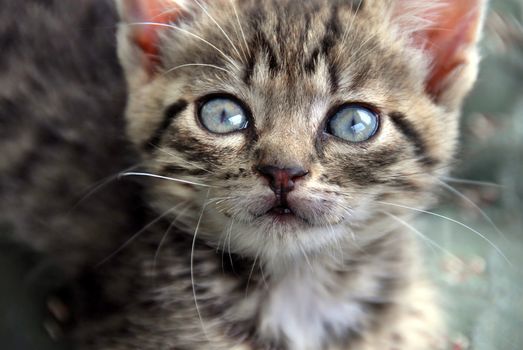 little cat blue eyes looking up portrait closeup