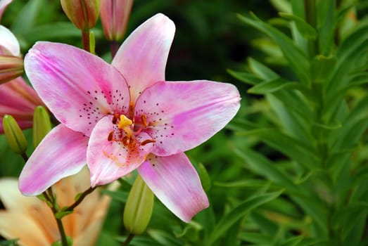 opened pink blooming lily flower closeup background