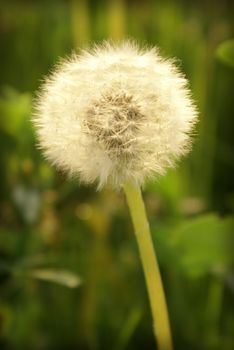 A closeup shot of a dandelion in a field.