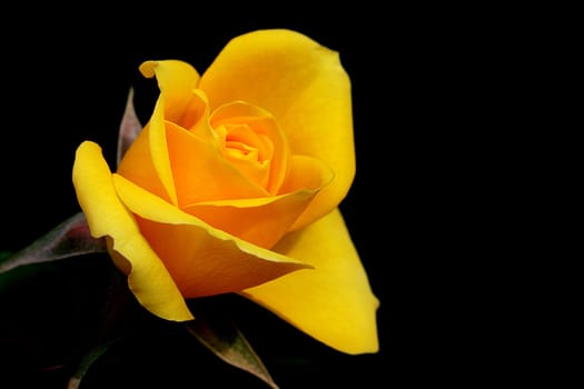 Yellow dismissed rose on it is black a background.