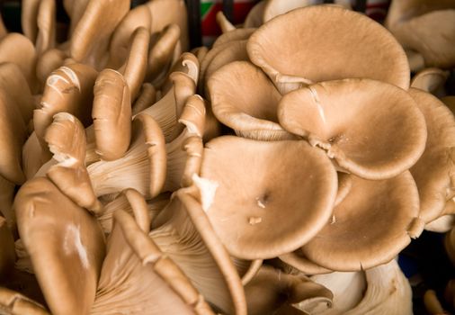 Edible mushrooms on an Italian market stall.