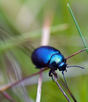 Blue beetle