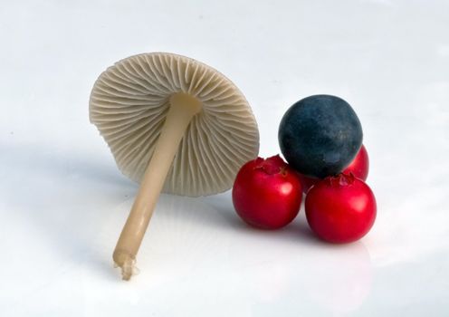 Mushroom, cranberries and a blue berry