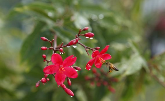 A bee engaging a pink flower outdoor during the day.