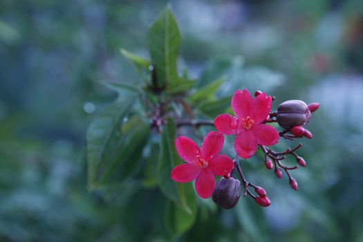 Droplets of rain on two pink flowers with a fauna background during the day.