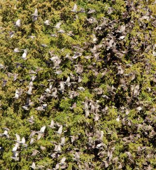 Large flock of starlings on a green conifer tree after eating the berries
